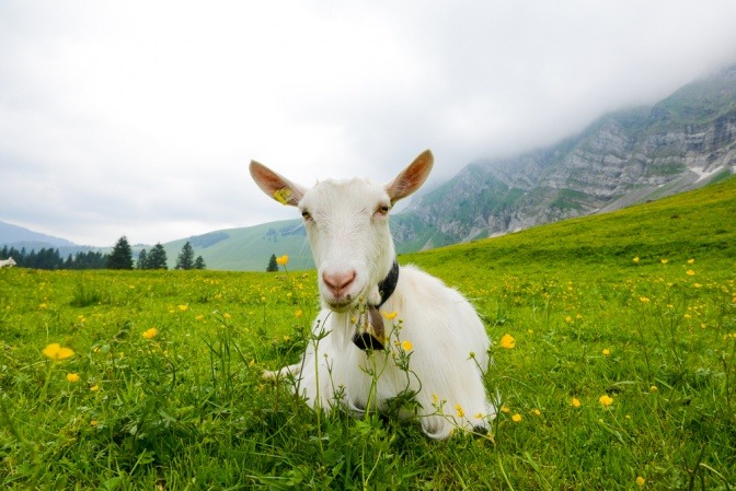 Eine Ziege in Appenzell