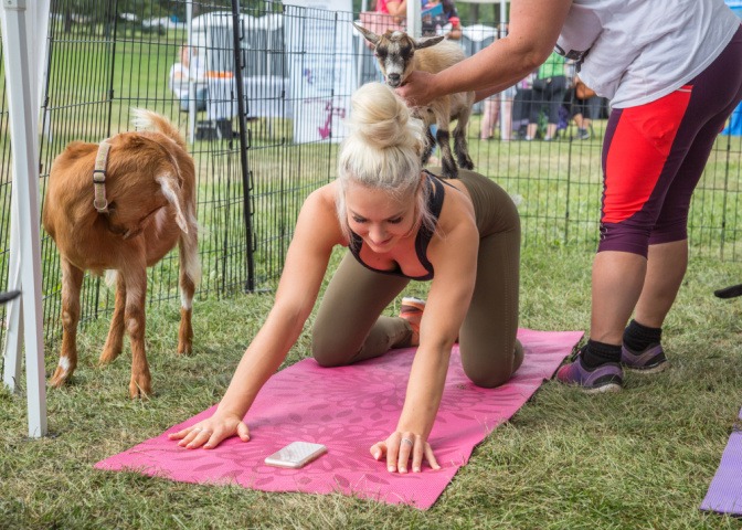 Frau macht mit Ziegen Yoga