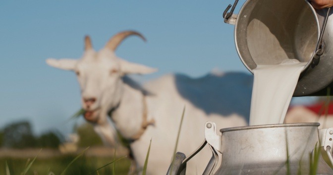 Ziegenmilch wird in einen Eimer geschüttet