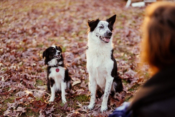 Zwei Hunde sitzen im Laub