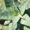 Eine Aloe Vera ist zu sehen