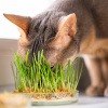 Katzengras Wirkung - Katze nascht Katzengras