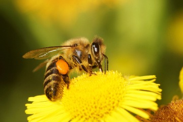 Eine Biene sitzt auf einer gelben Blume