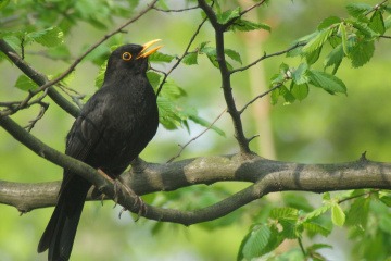 Eine Amsel singt auf einem Baum