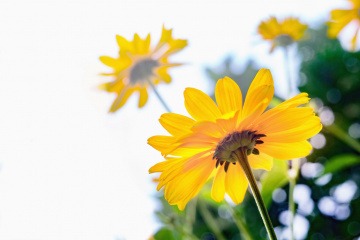 Arnika Creme wird aus den Blüten hergestellt