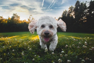 Ein weißer Hund ohne Zecken rennt durch das Gras und wirkt glücklich