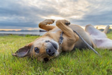 Ein Hund liegt im Gras