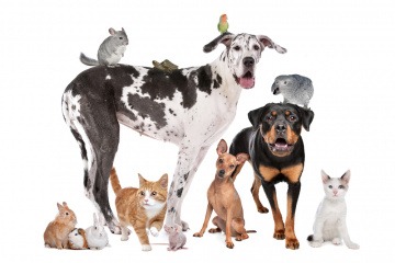 Hunde, Katzen und ein Vogel sind auf einem Bild