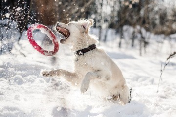 Ein Hund spielt im Schnee mit einem roten Ring