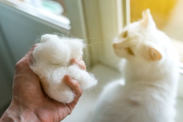 Eine Hand hält Katzenhaare, daneben eine Katze mit Haarausfall