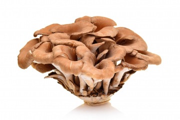 Maitake Pilze in Großaufnahme