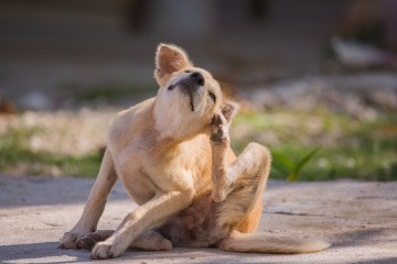 Bei dem Hund kann man durch das Kratzen Milben erkennen