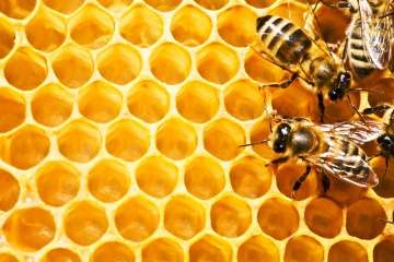 Von den Bienen kommen die wertvollen Stoffe für das Gelee Royale