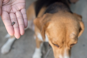 Eine Zecke, die von einem Hund entfernt wurde, befindet sich in der Hand eines Menschen